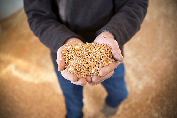 Hænder, der holder en håndfuld hvedekerner